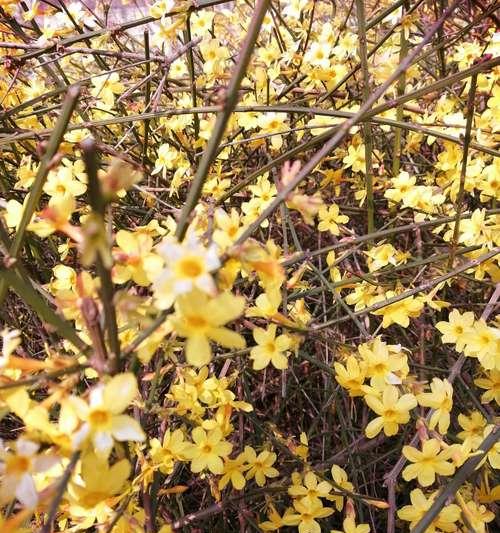 迎春花（揭示迎春花的寓意和象征）