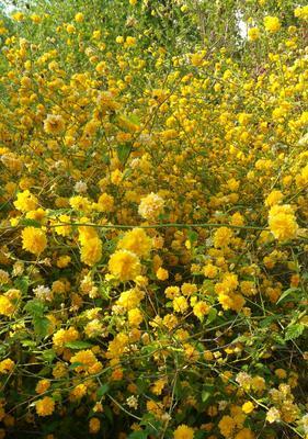 迎春花（揭示迎春花的寓意和象征）
