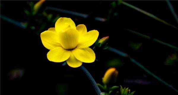 迎春花的寓意与象征意义（春天的使者——迎春花的美丽与深意）