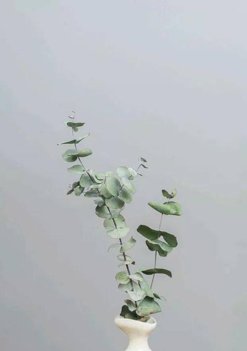 尤加利的花语（以尤加利之名）