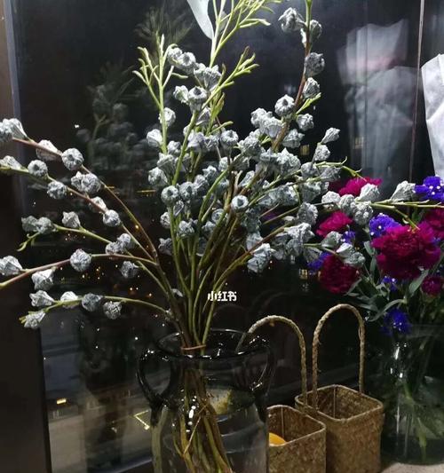 尤加利花语的深意（清新）