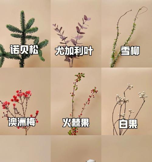 尤加利叶花语（尤加利叶的花语解读及其对人们的积极影响）