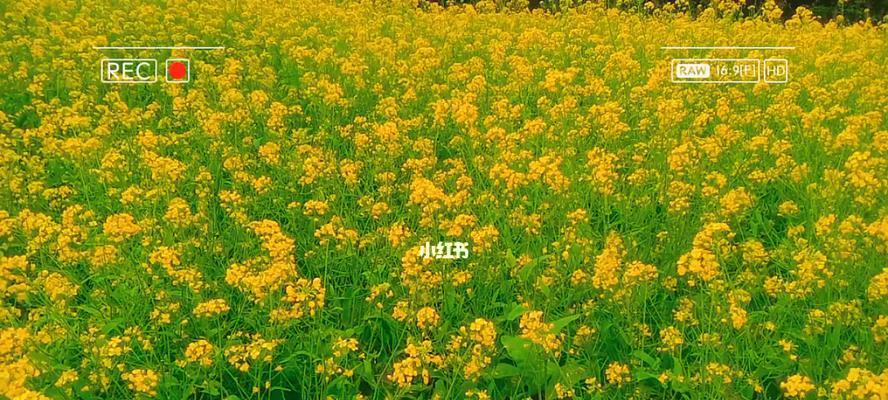 油菜花的文化背景及花语（揭秘油菜花的浪漫与寓意）