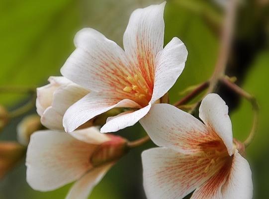 油桐花花语（揭示爱情的美丽初体验）