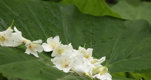 油桐花花语（揭示爱情的美丽初体验）