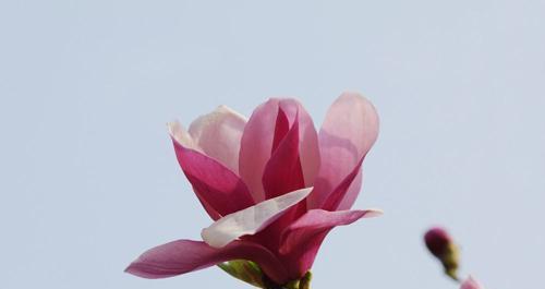 玉兰花（探秘玉兰花的象征意义与美丽之源）