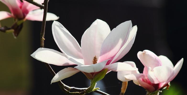 玉兰花（探秘玉兰花的象征意义与美丽之源）