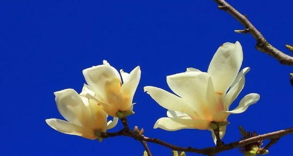 玉兰花的花语和寓意（探索玉兰花的内涵与象征）
