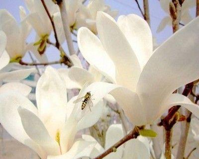 玉兰花的寓意与象征——凝聚生命力量的美丽花朵（探寻玉兰花的内涵与象征意义）