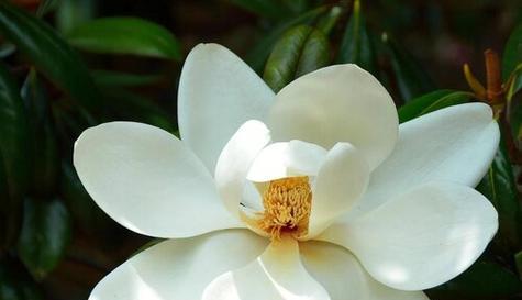 玉兰花的深意——从花语看品质与坚韧（探寻玉兰花的花语和象征意义）