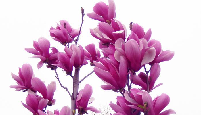 玉兰花的深意——从花语看品质与坚韧（探寻玉兰花的花语和象征意义）