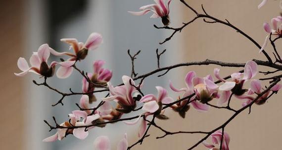 玉兰花（玉兰花的象征意义与文化传承）