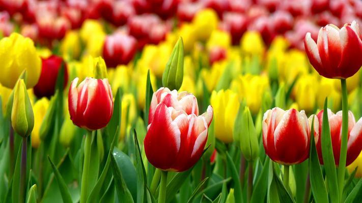 郁金香之美——花开如诗（郁金香花语解读及其文化意义）