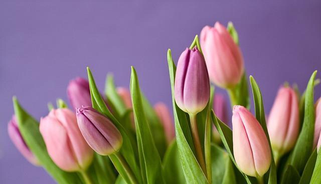 郁金香花语与传说（郁金香的寓意与故事）