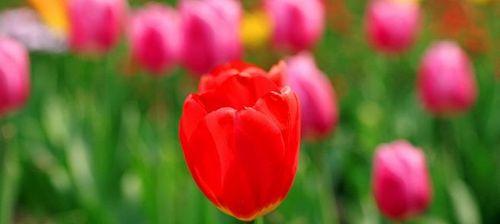 郁金香的花语与寓意（探索郁金香花语的美丽世界）