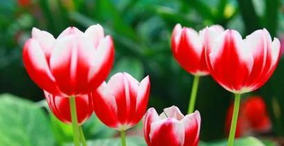 郁金香的花语与寓意（探索郁金香花语的美丽世界）