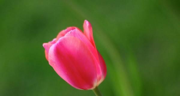 郁金香花语的意义和传承（探寻郁金香花语的内涵和历史）