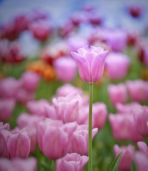郁金香花语的意义和传承（探寻郁金香花语的内涵和历史）