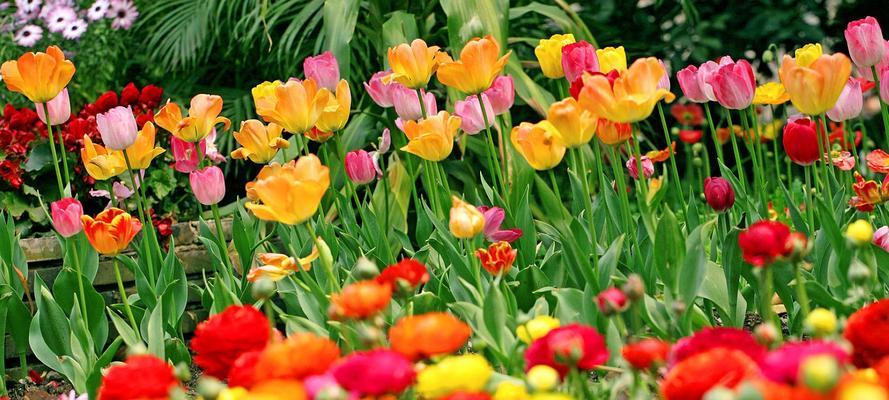 郁金香花语与寓意解读（探秘郁金香花的神秘象征）