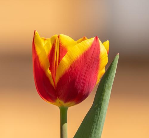 郁金香花的象征意义（探索郁金香花的历史和文化意义）
