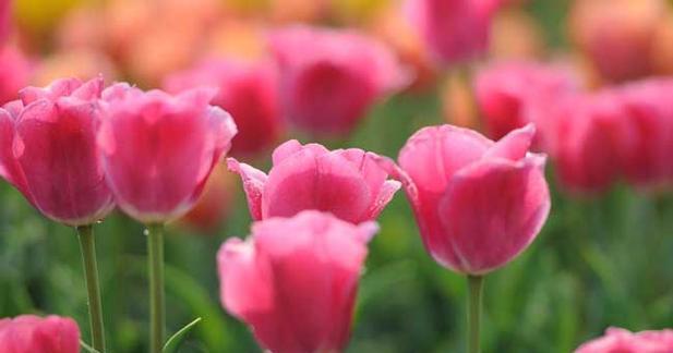 郁金香花语的意义与传承（探索郁金香的花语和文化传统）