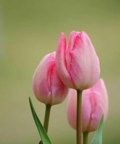 白色郁金香花语与寓意（探索白色郁金香的纯洁与高贵）