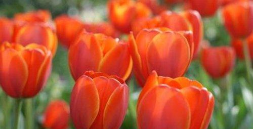 白色郁金香花语与寓意（探索白色郁金香的纯洁与高贵）