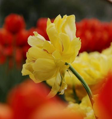 郁金香花语与寓意（用郁金香传达心意）
