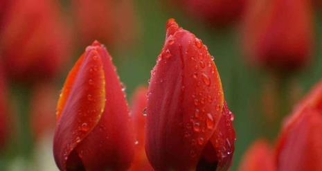 郁金香花语与寓意（探寻郁金香花语背后隐藏的寓意与象征）