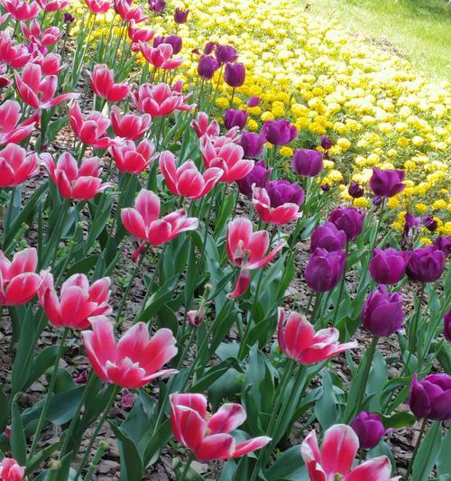 郁金香花语与寓意（探寻郁金香花语背后隐藏的寓意与象征）