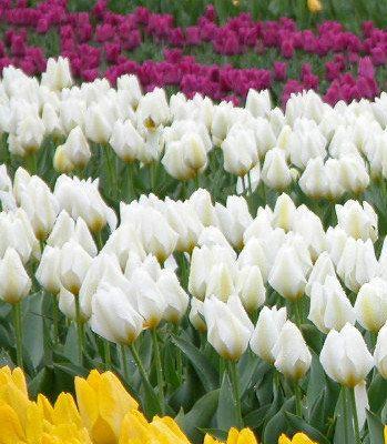 郁金香花语（一朵花背后的深情和寓意）