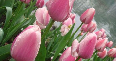 郁金香花语（一朵花背后的深情和寓意）