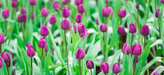 白郁金香花语之纯洁与纯真（探索白郁金香的花语和象征意义）
