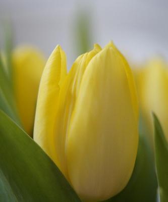 郁金香花期养护指南（了解郁金香开花时间和含义）