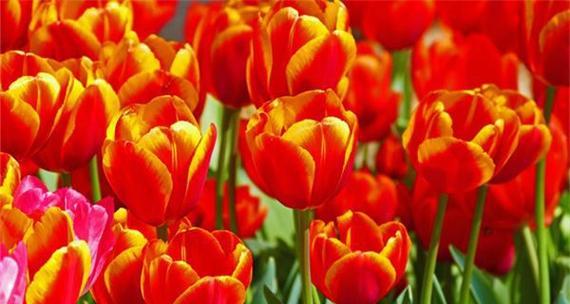 郁金香花的寓意与传达（以郁金香送几朵的含义是什么）
