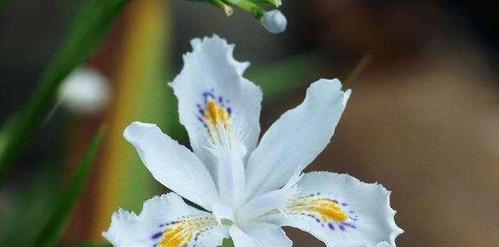 以巴西鸢尾兰花语为主题的花卉文化探索（揭秘巴西鸢尾兰的花语与传说）