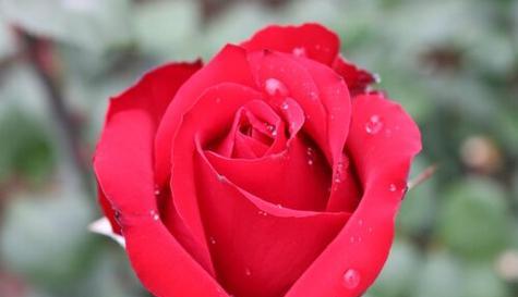 月季花语解析（探寻月季花的花语与寓意）