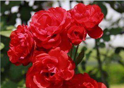 月季花语解析（探寻月季花的花语与寓意）