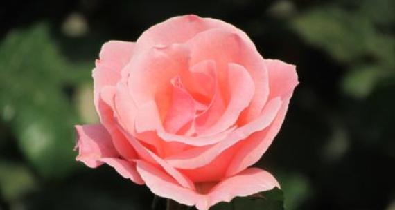 月季花的花语与寓意（探索月季花所传递的情感和象征）