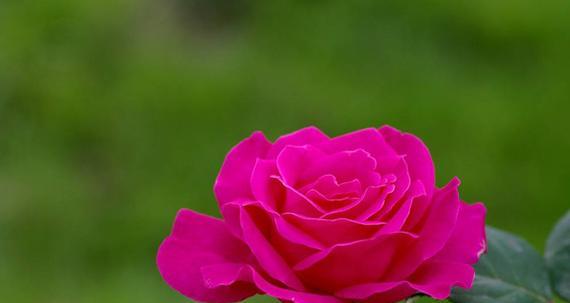 月季花的花语与寓意（探索月季花所传递的情感和象征）
