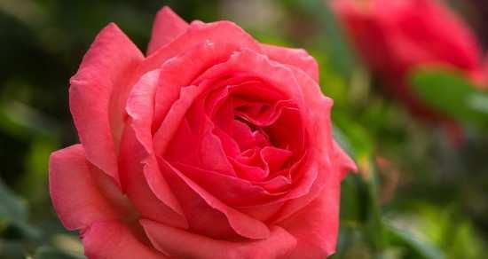 月季花花语之美丽与祝福（解读月季花的花语）