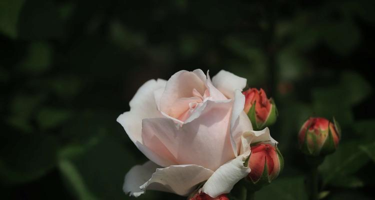 探寻月季花的花语之美（揭秘月季花的神秘语言）