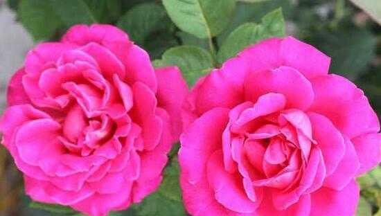 月季花的花语及其意义（探寻月季花所代表的情感和象征）