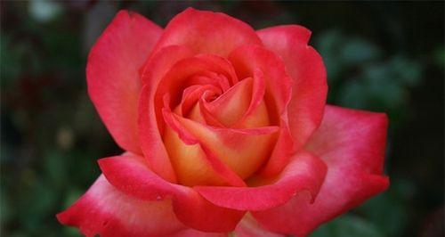 月季花语与其美丽的含义（用花语传递情感）