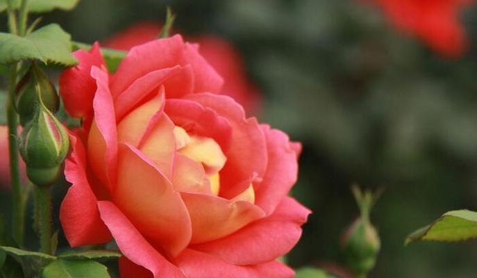 月季花语（用月季的花语表达真挚的爱情）