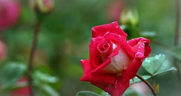 月季花语（揭示月季花的花语及其象征的含义）