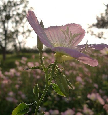 月见草花语（探索月见草花的花语和其益处）