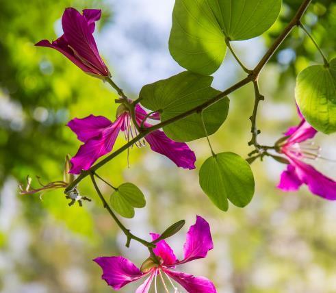 云实的花语与文化背景（揭示云实花语的内涵与传承）