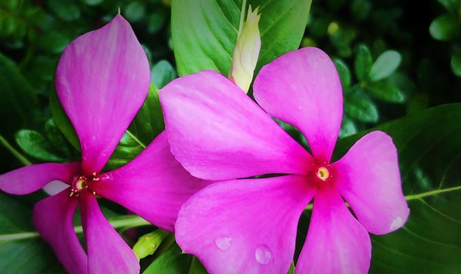 探寻长春花花语的深意（长春花的象征与意义）