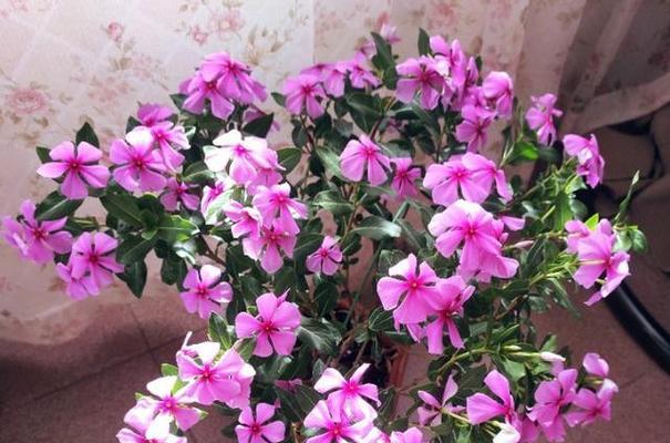 长春花（探寻长春花的花语和文化内涵）
